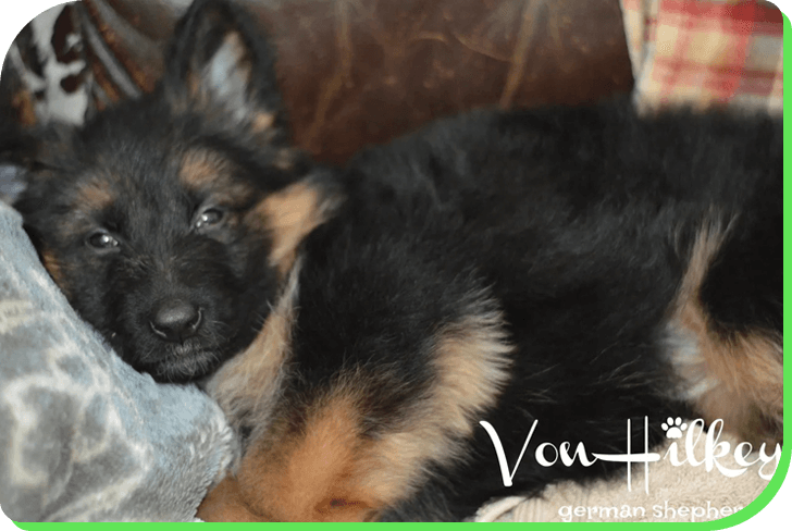 A german shepherd puppy is laying down.