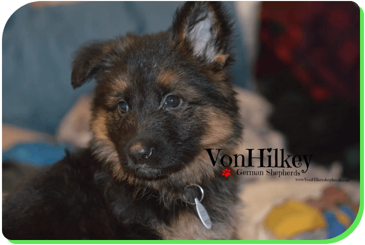 A close up of a dog 's face with the words " vonhilke " written on it.