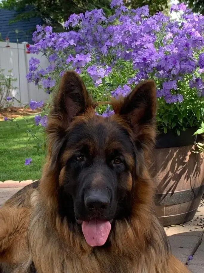 A dog sitting in front of some purple flowers.