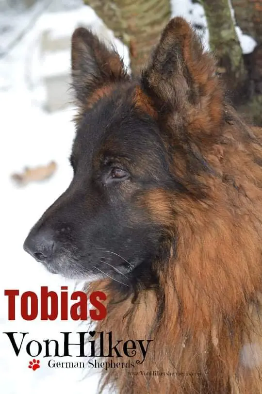 A close up of a dog with the word tobias underneath it