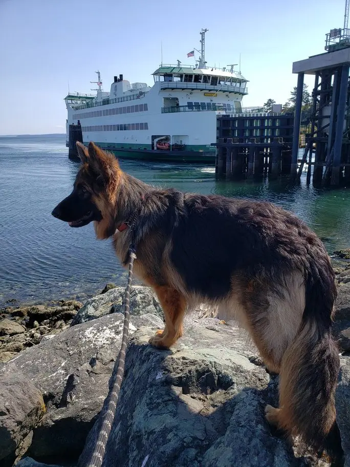 A dog standing on the rocks near water.