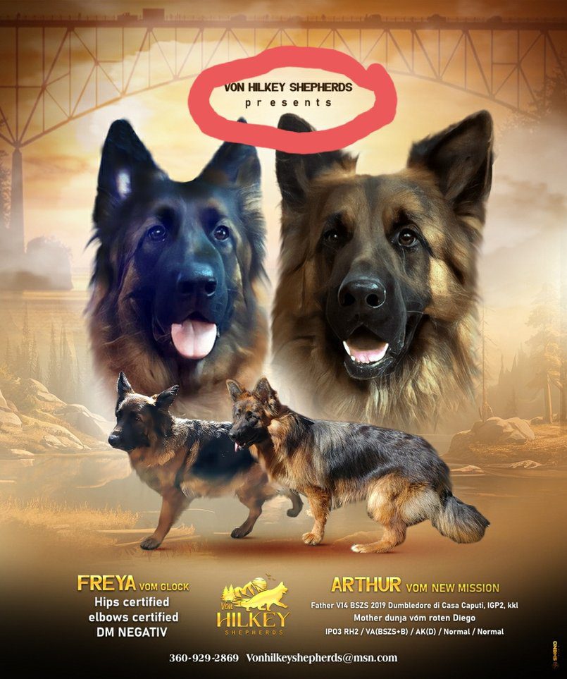 A poster of two dogs and one dog is in front of the same image.