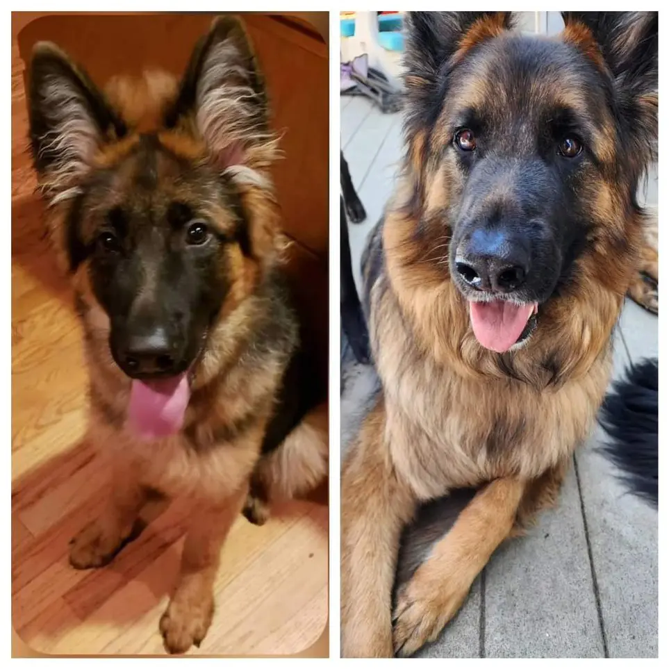 Two pictures of a german shepherd dog with its tongue hanging out.
