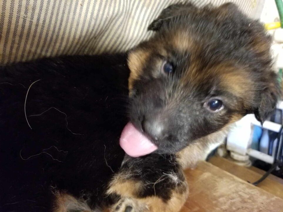 A puppy with its tongue hanging out.