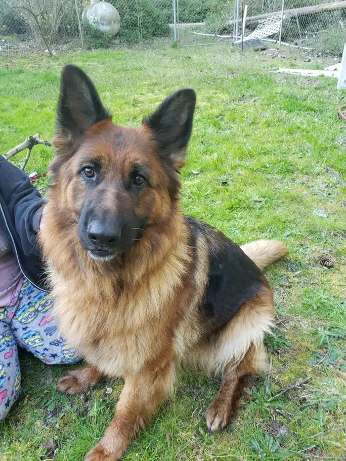 A german shepherd sitting on the grass next to a person.