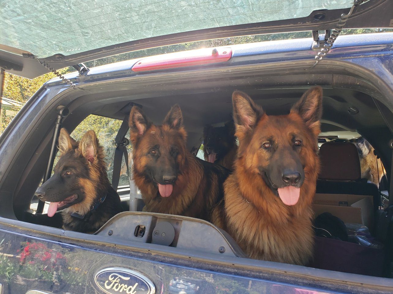 Three dogs in the back of a car.
