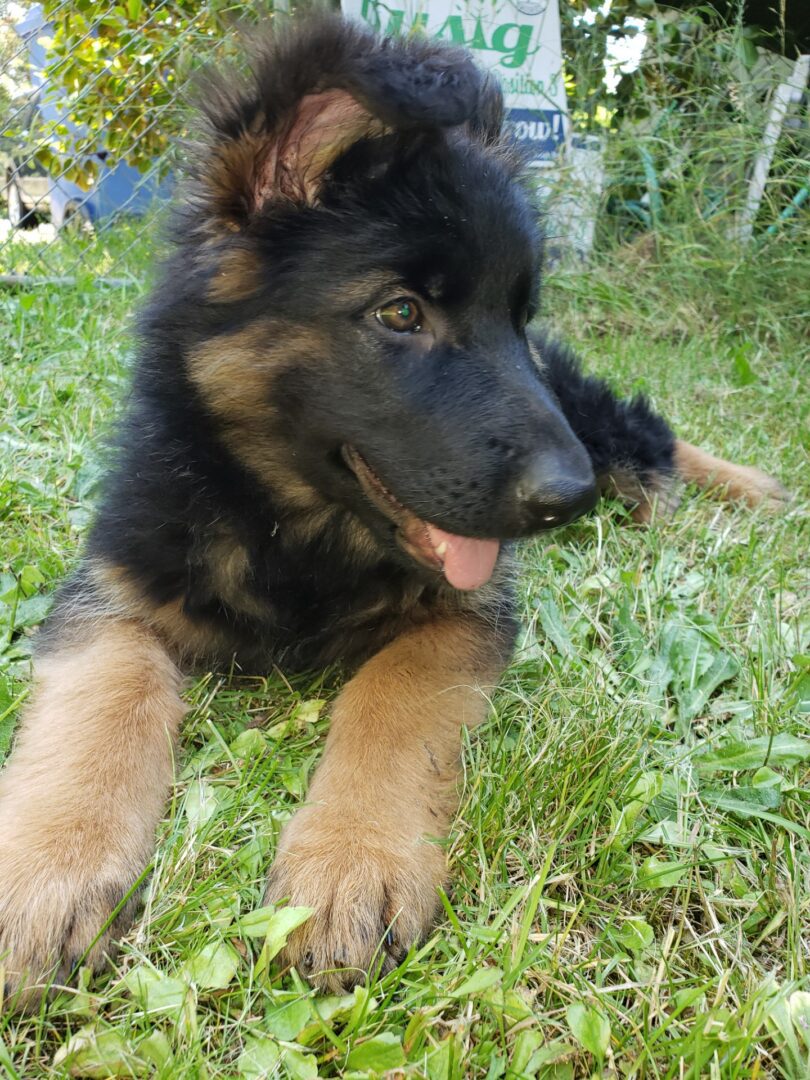 A german shepherd puppy laying in the grass.