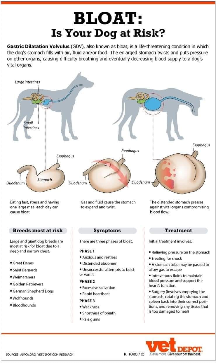 A dog has three different types of tumors.